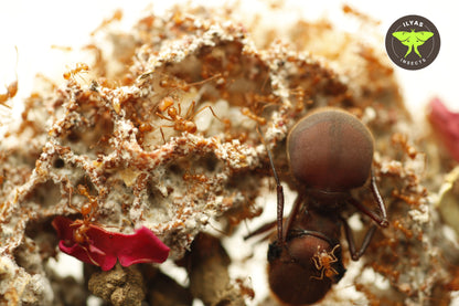 Atta cephalotes