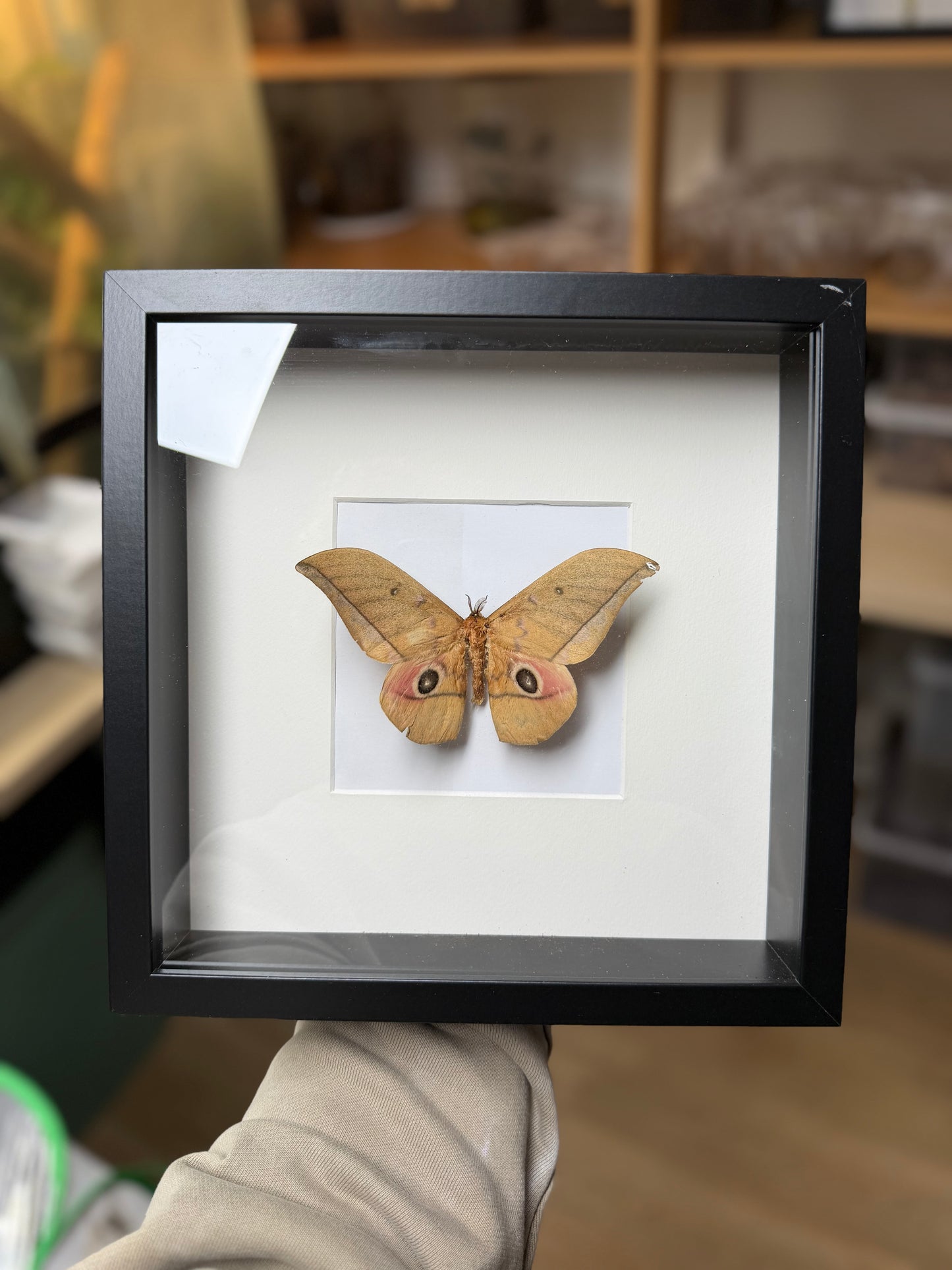 Lobobunaea acetes framed