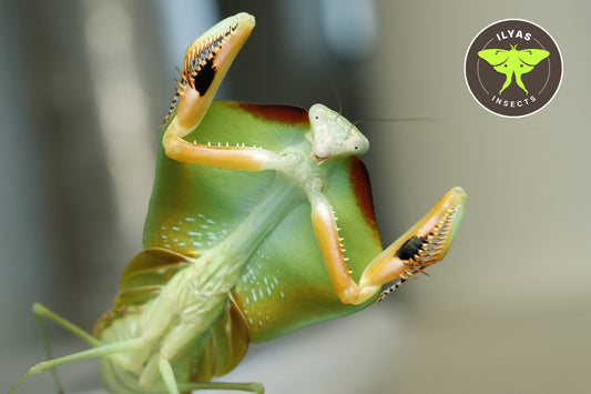 Choeradodis stalii