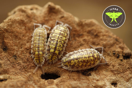 Porcellio haasi “bardenas”