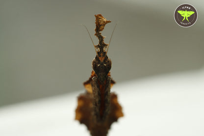 Phyllocrania paradoxa