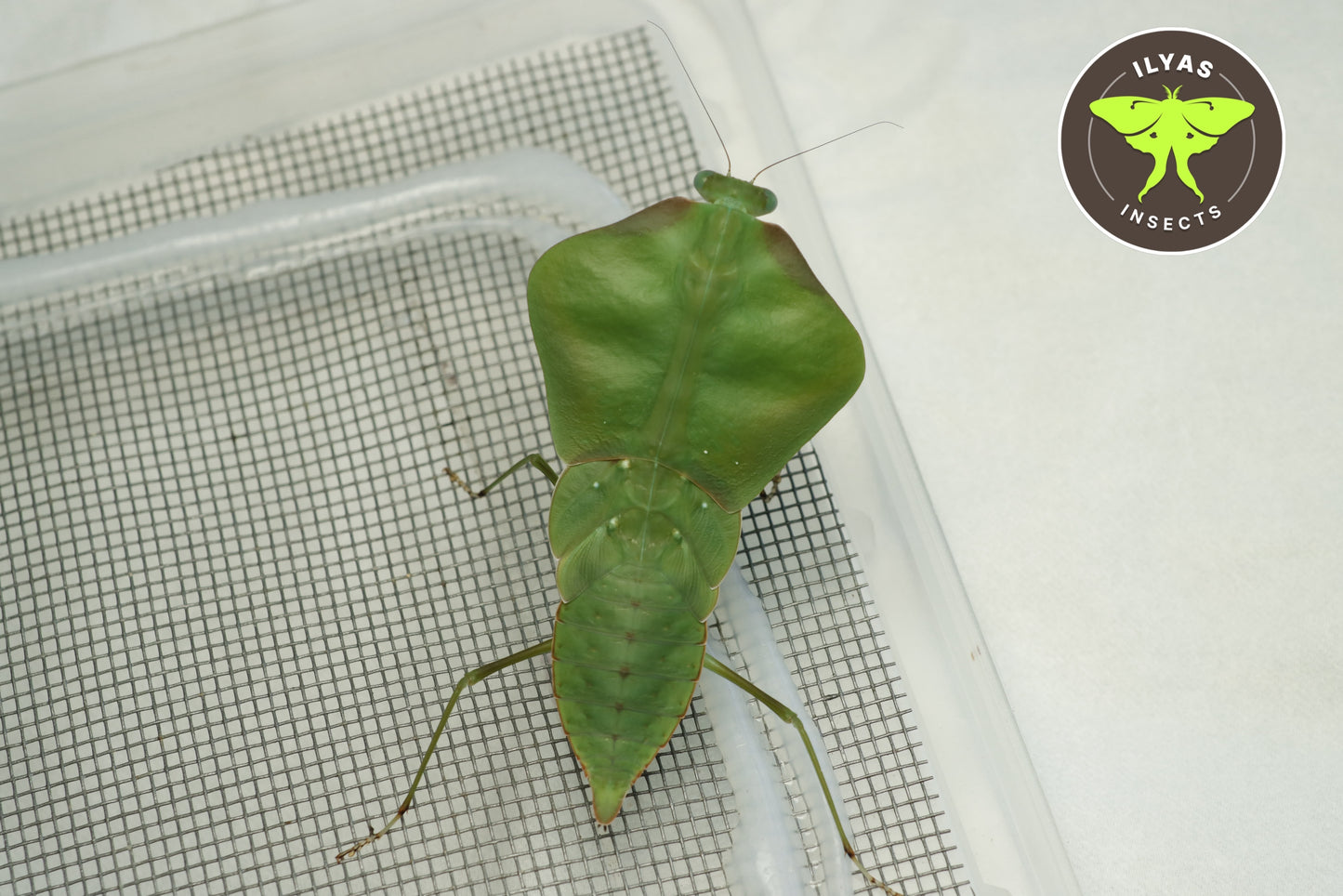 Choeradodis stalii