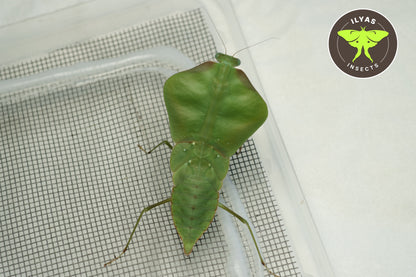 Choeradodis stalii