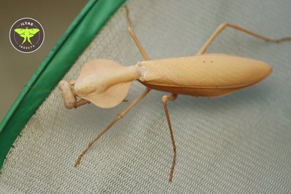 Rhombodera kirbyi