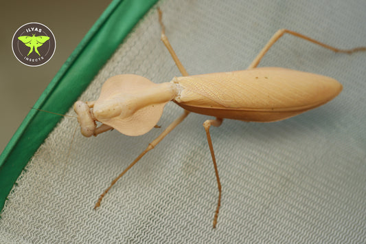 Rhombodera kirbyi