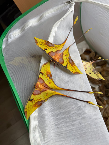 Actias maenas