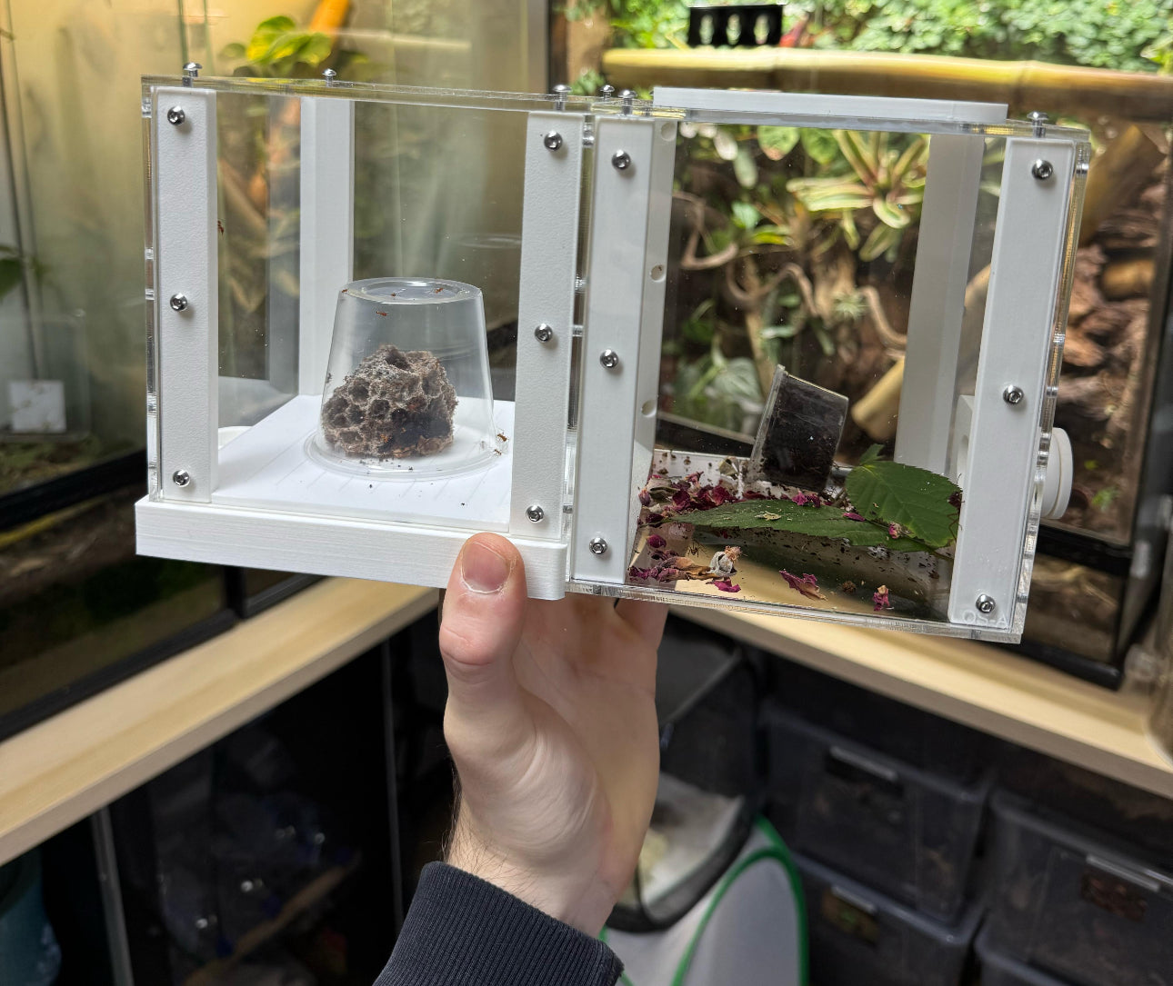 Leafcutter ant setup