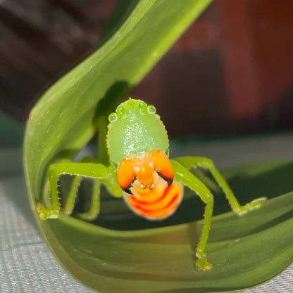 Copiphora sp "Tambopata"