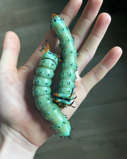Citheronia regalis