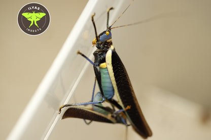 Moncheca elegans