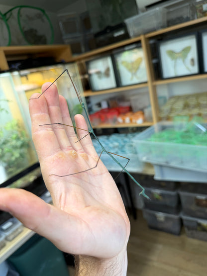 Ramulus nematodes "Khao Lak"