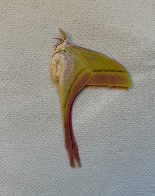 Actias rhodopneuma | pink spirit moth