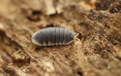 Ardentiella sp. Milky Edge