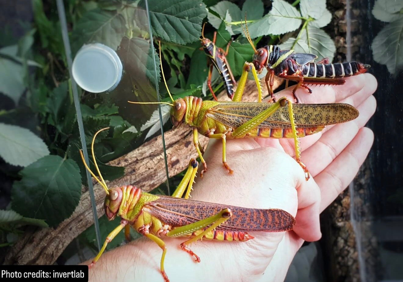 Tropidacris collaris