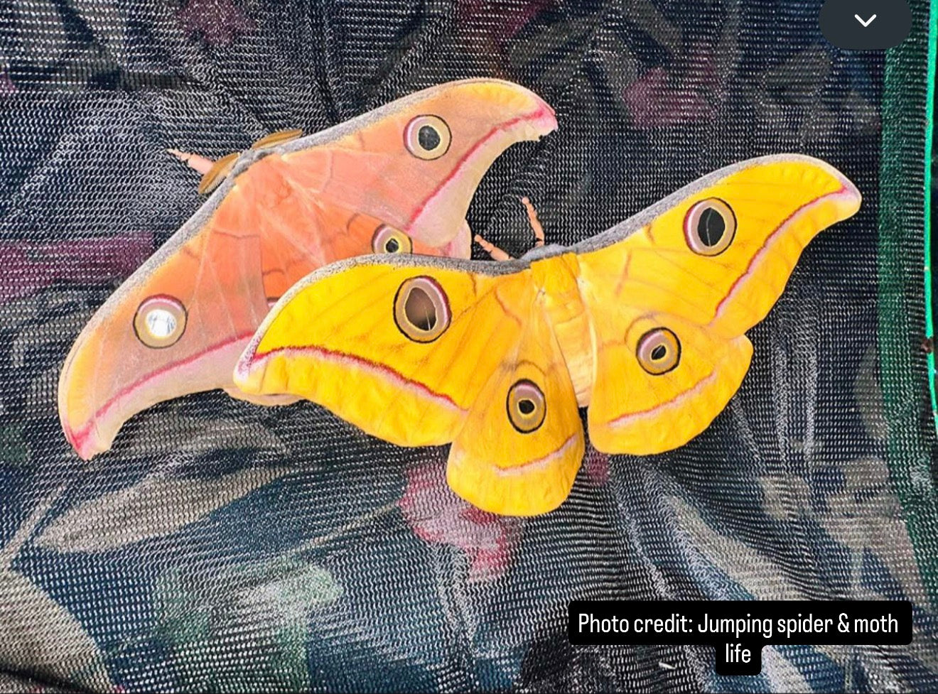 Antheraea mylitta cocoons