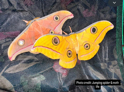 Antheraea mylitta cocoons
