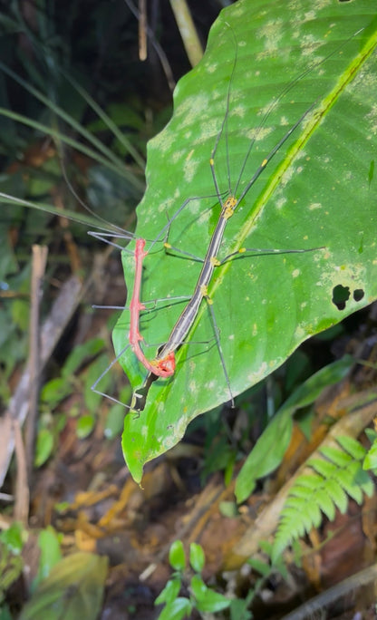 Oreophoetes peruana