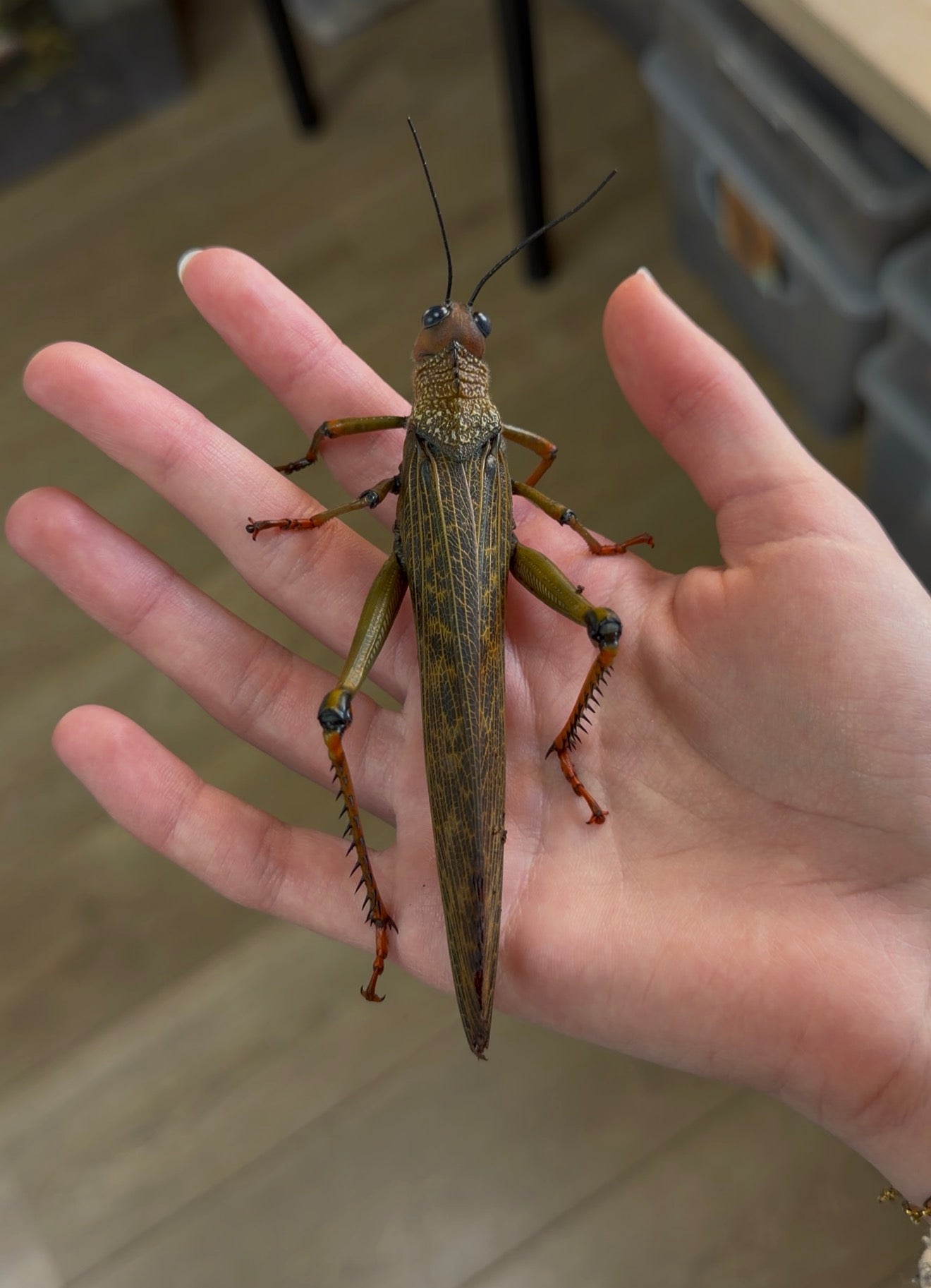 Tropidacris cristata