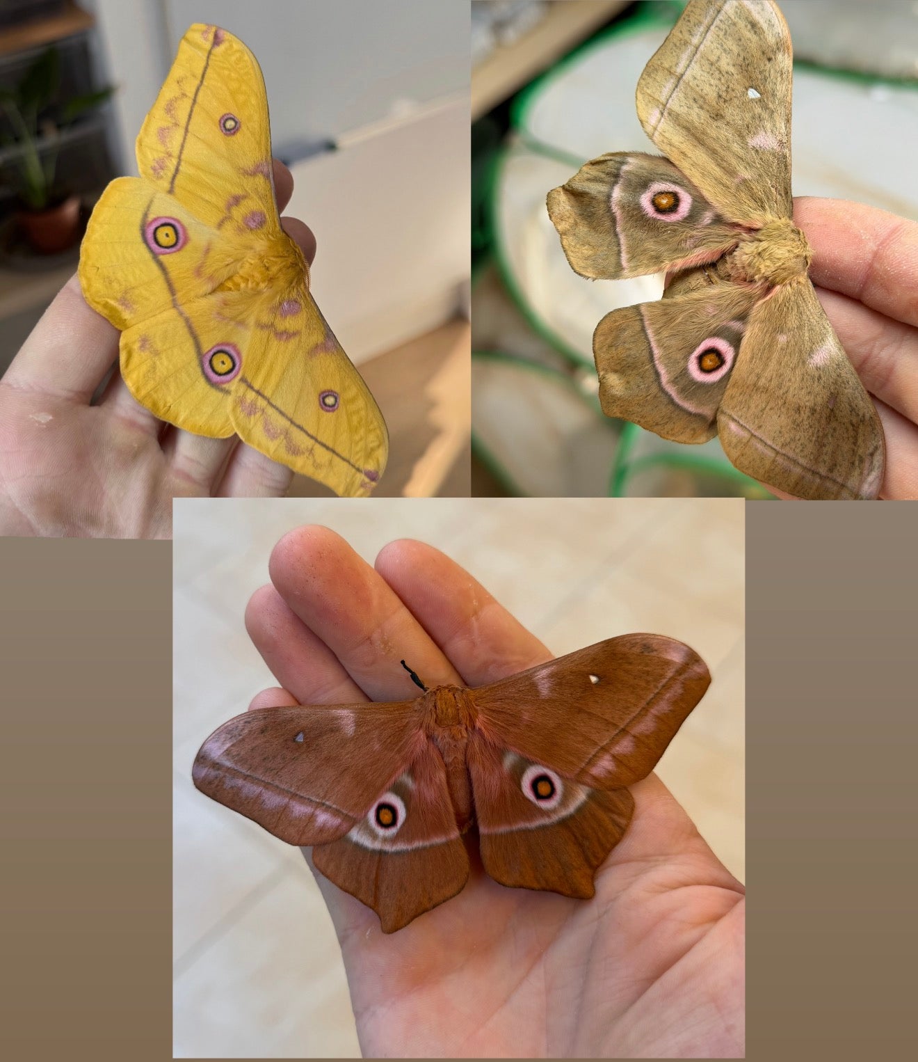 African Saturniidae mix