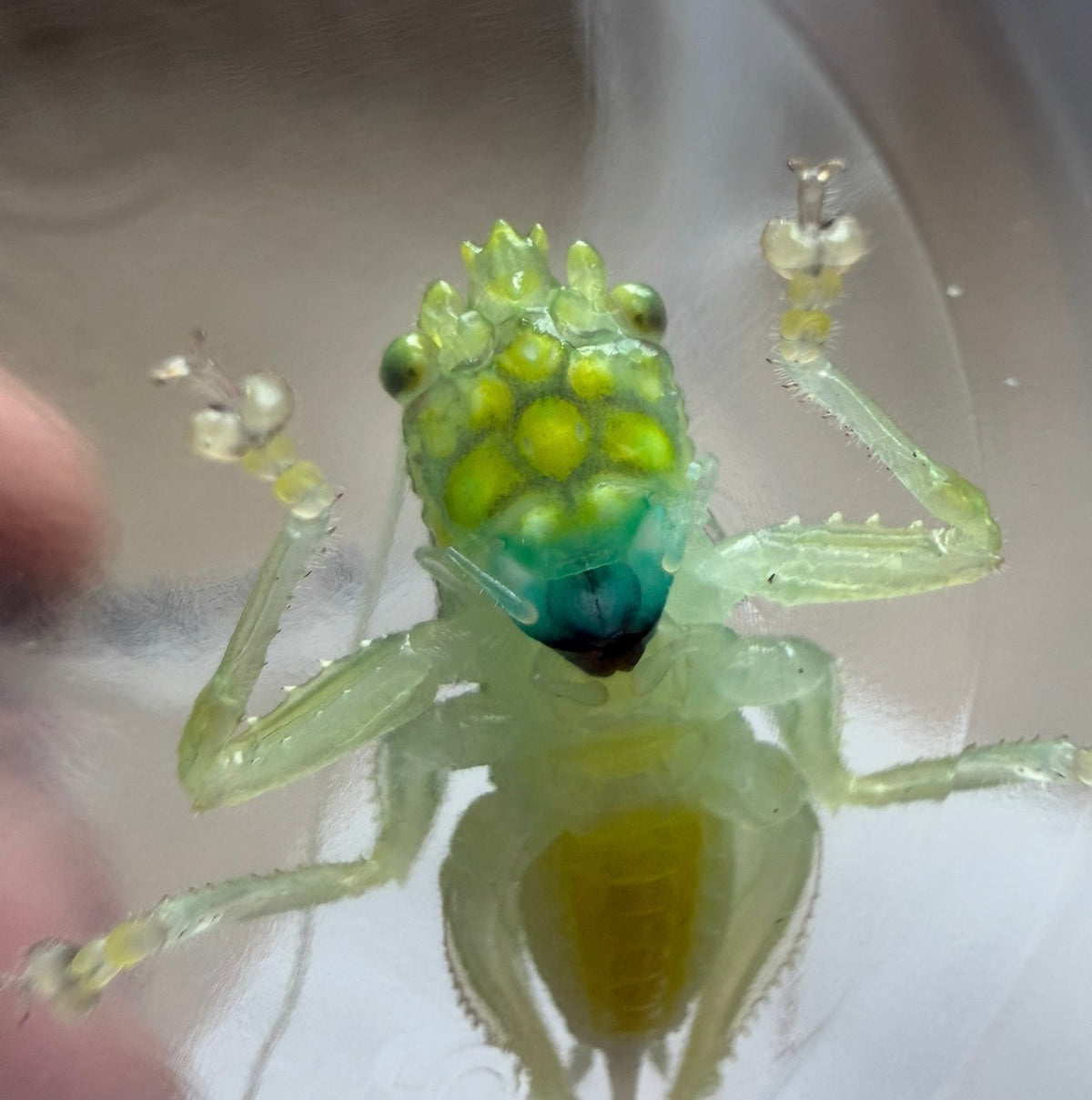 Vestria sp “blue face”