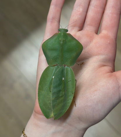 Choeradodis stalii