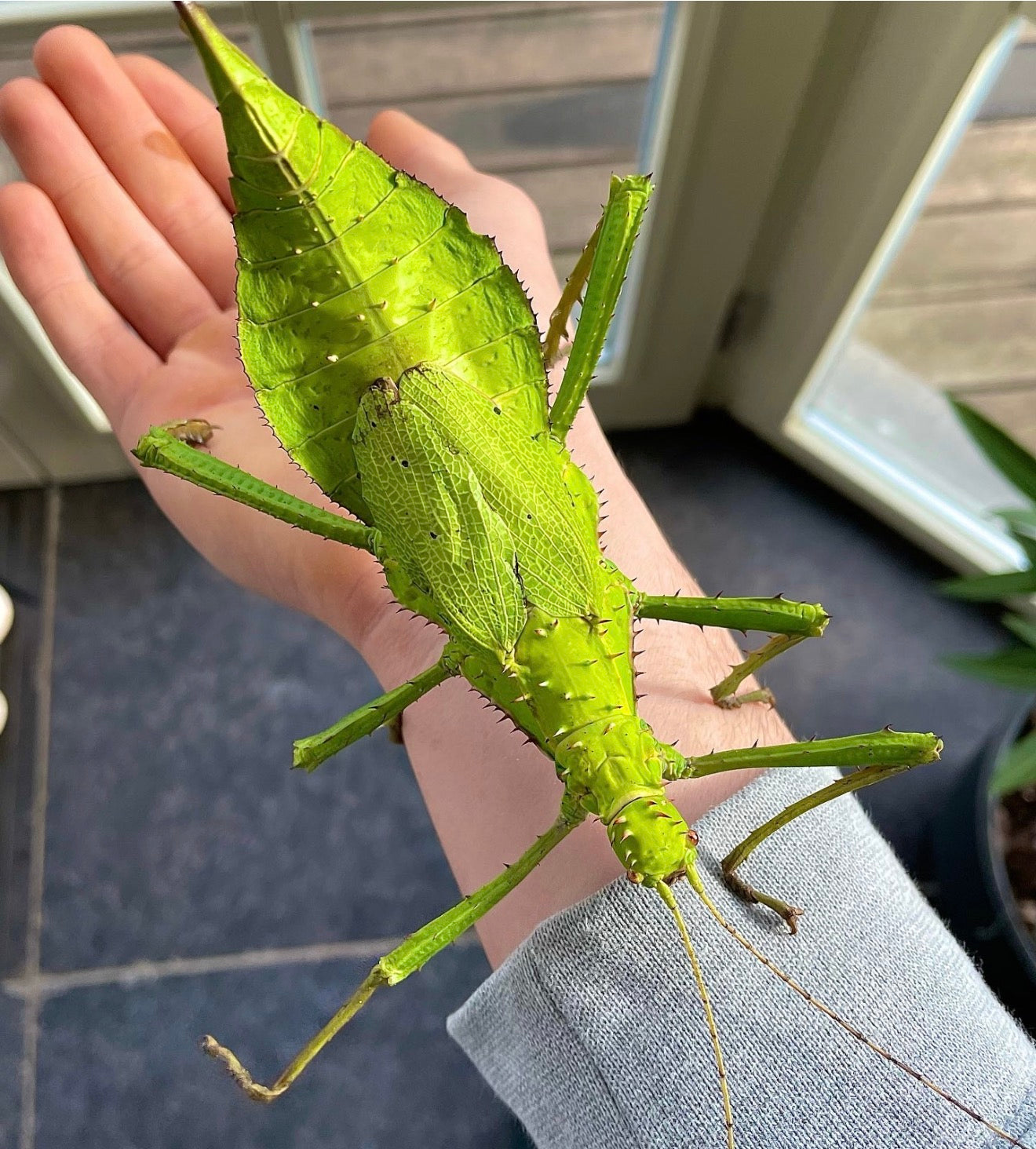 Heteropteryx dilatata