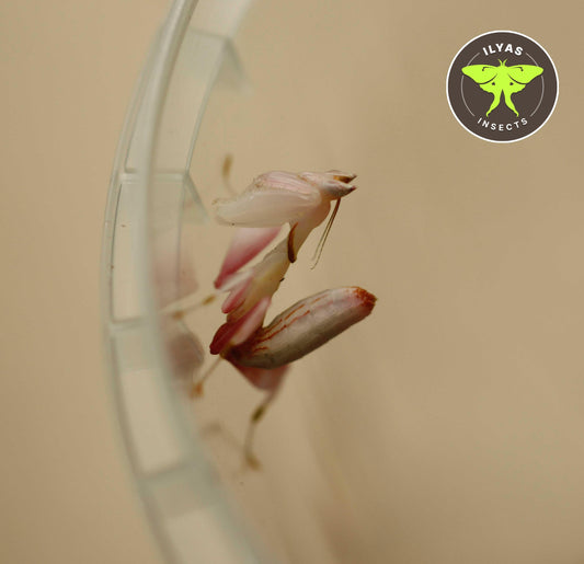 Hymenopus coronatus