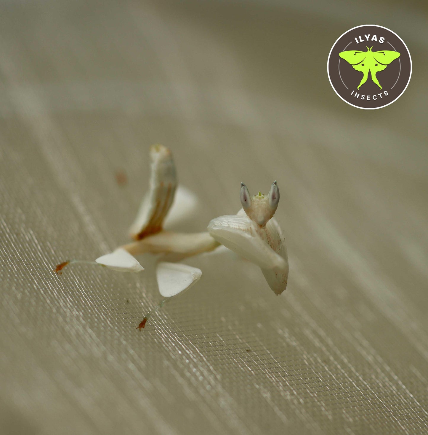 Hymenopus coronatus