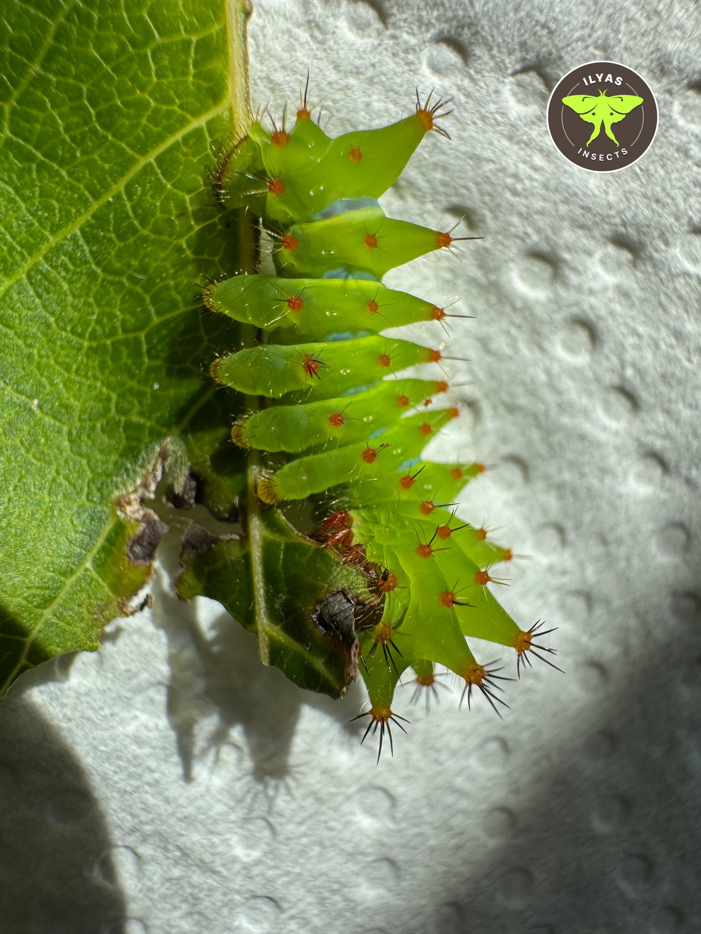 Argema mimosae