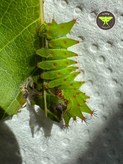 Argema mimosae