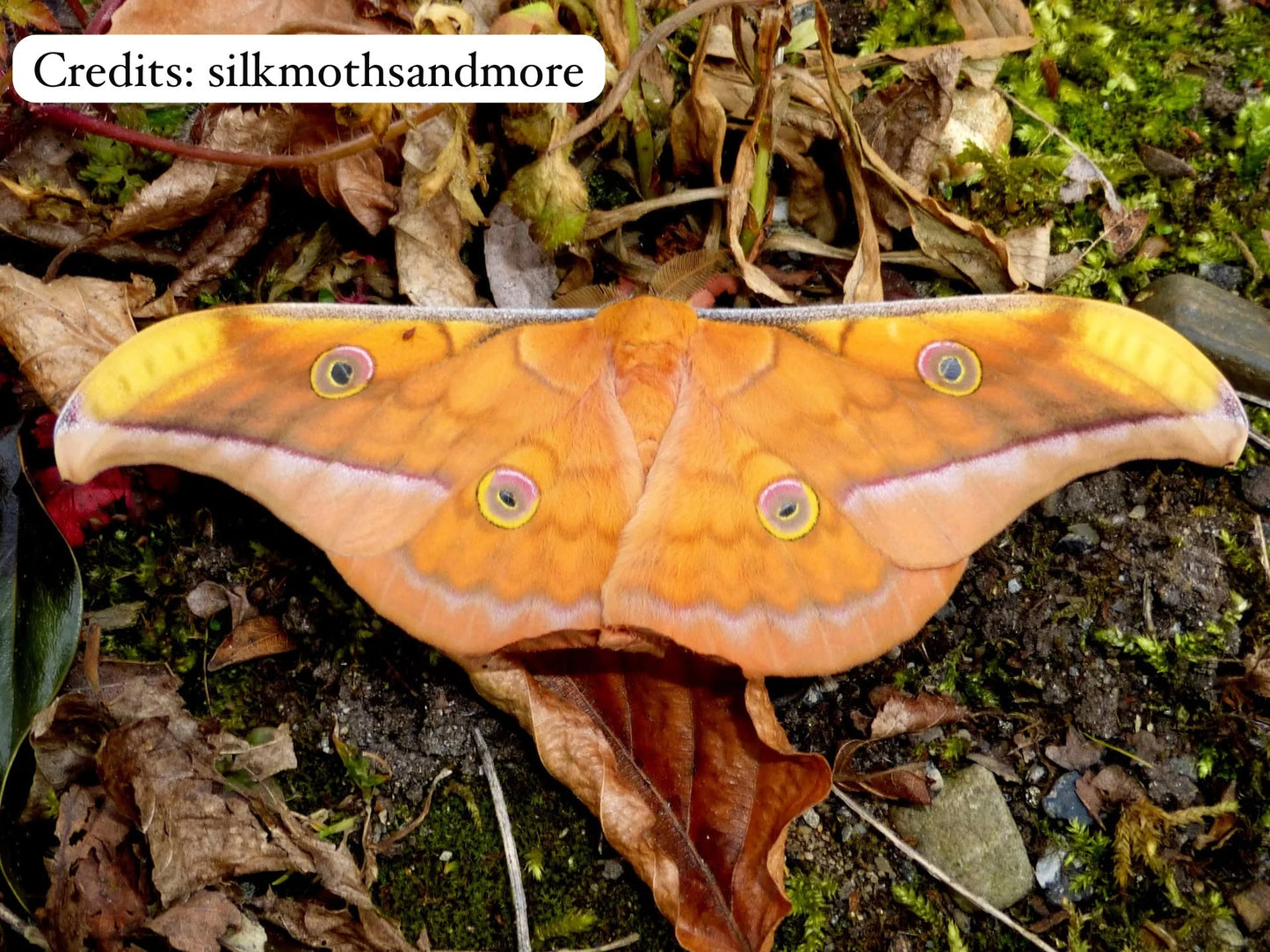 Antheraea jana