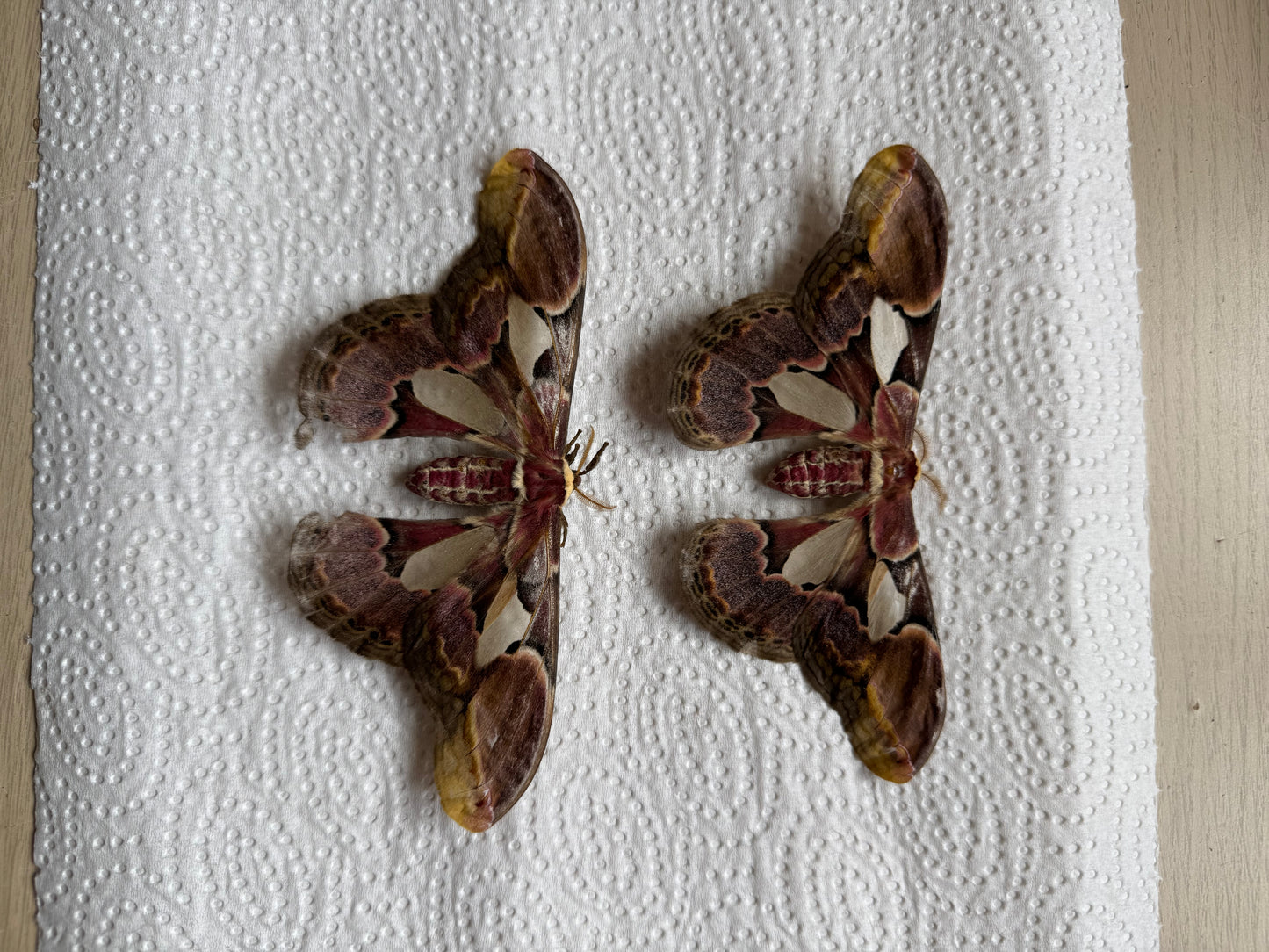 Bundle naturally died moths