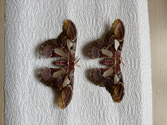 Bundle naturally died moths