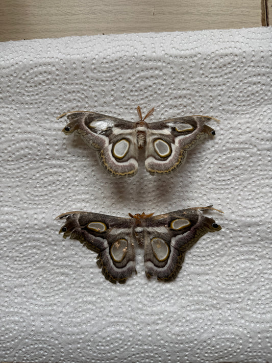 Bundle naturally died moths