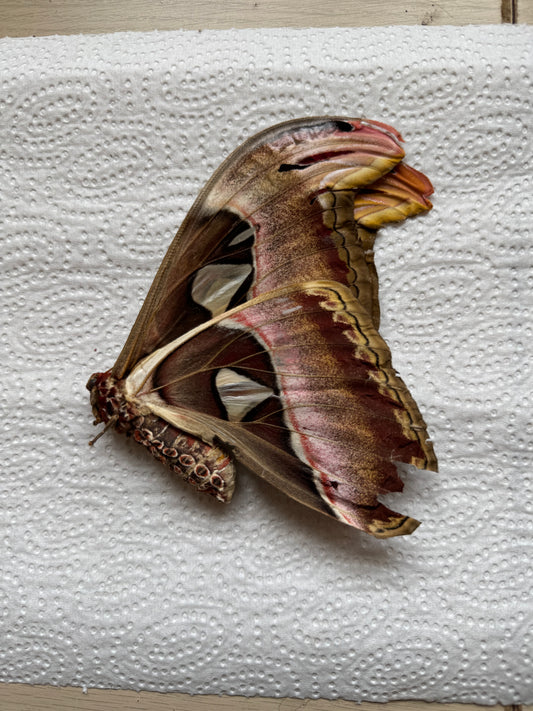 Naturally died Atlas moth