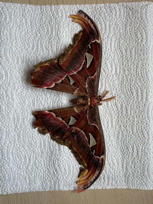 Naturally died Attacus atlas moth