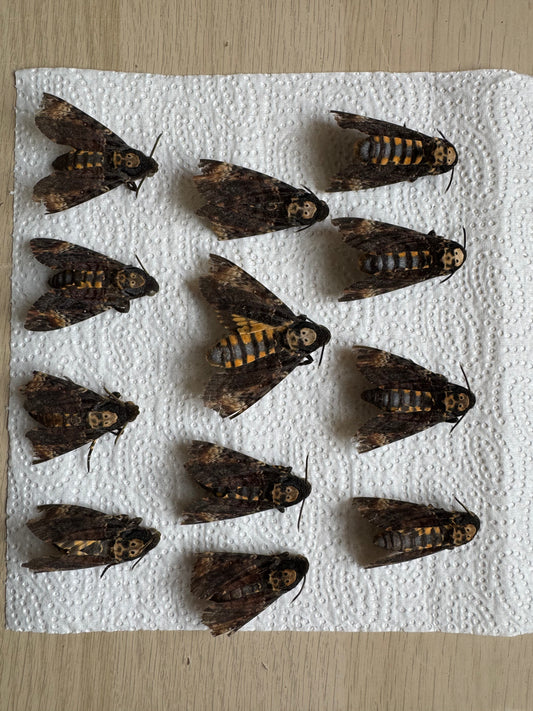 Naturally died Acherontia atropos bundle