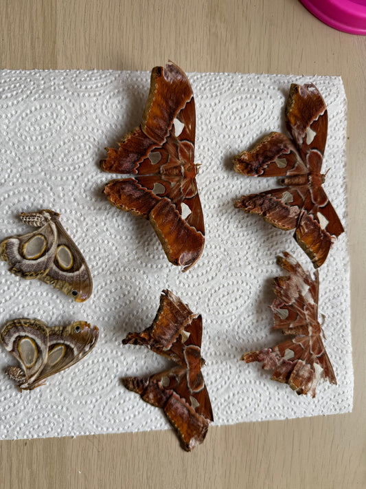 Naturally died moths