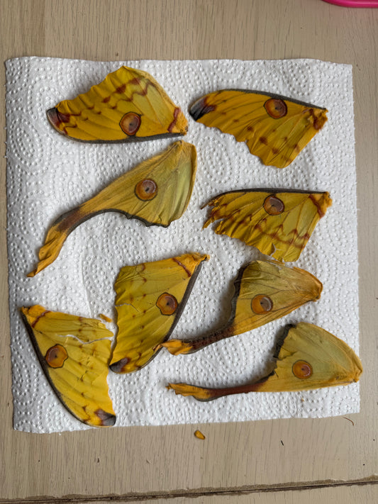 Naturally died Argema mittrei wings