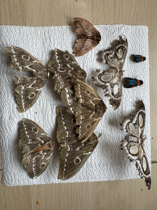 Naturally died moths bundle