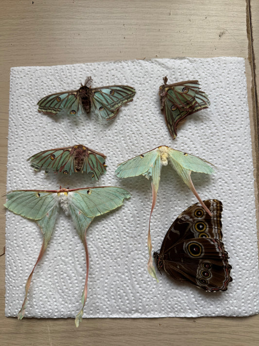 Naturally died moths blue bundle