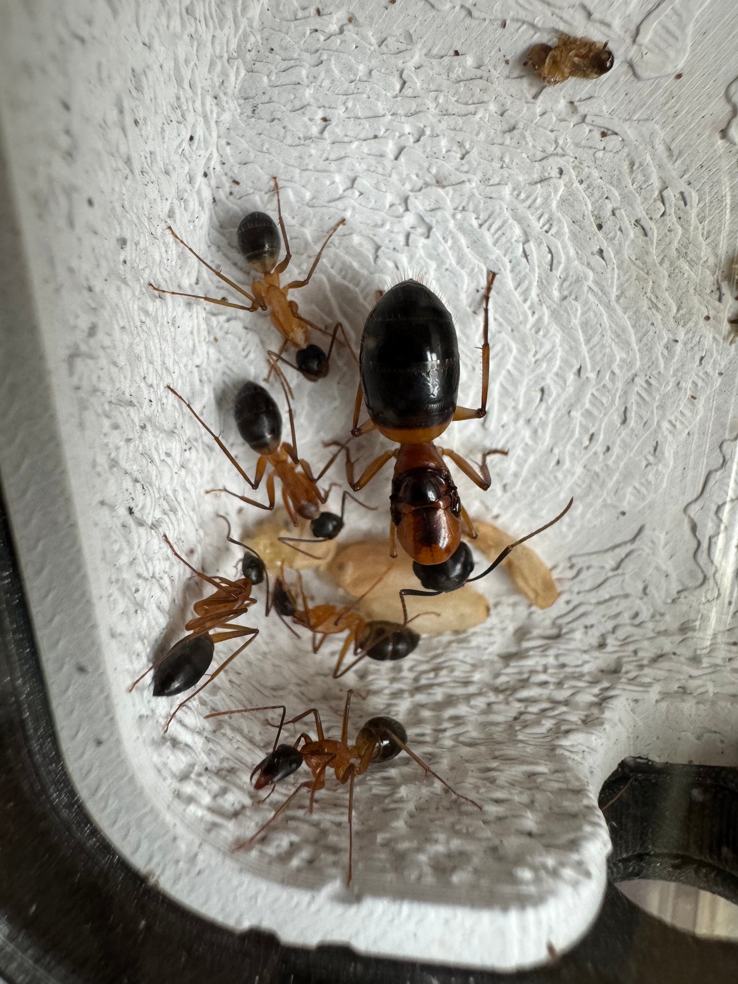 Camponotus consobrinus