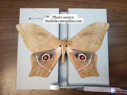 Imbrasia epimethea