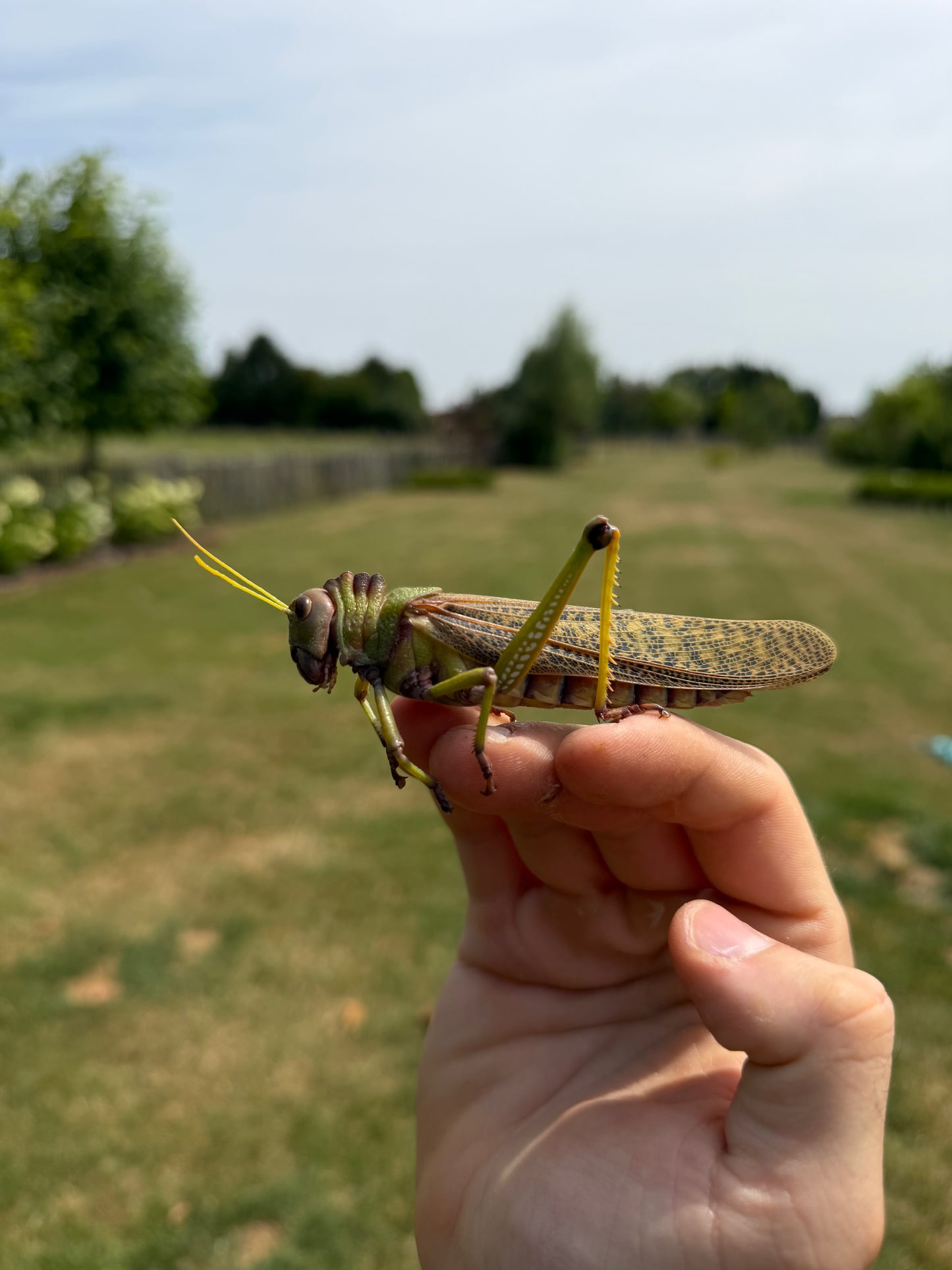 Tropidacris collaris