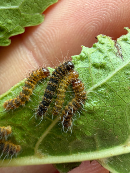 Cricula trifenestrata