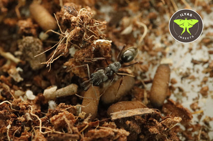 Odontomachus troglodytes