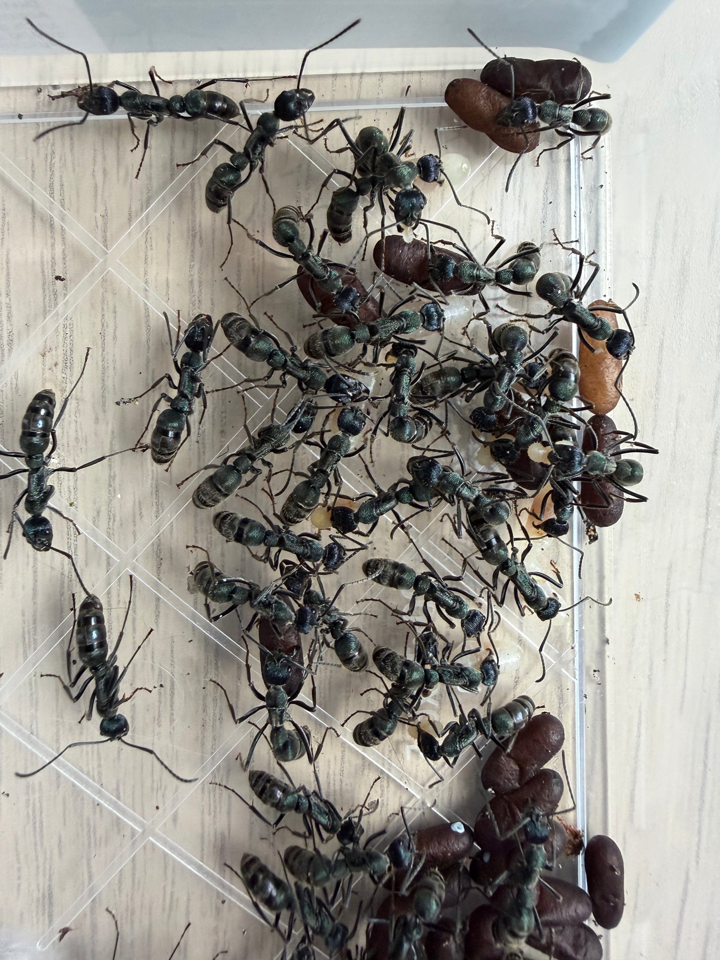 Diacamma sp. “light blue”