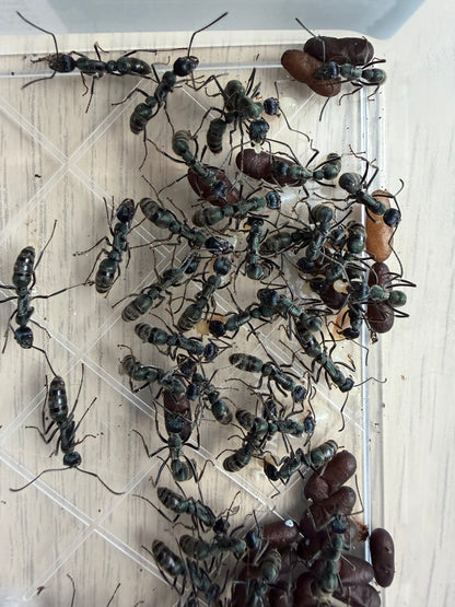 Diacamma sp. “light blue”