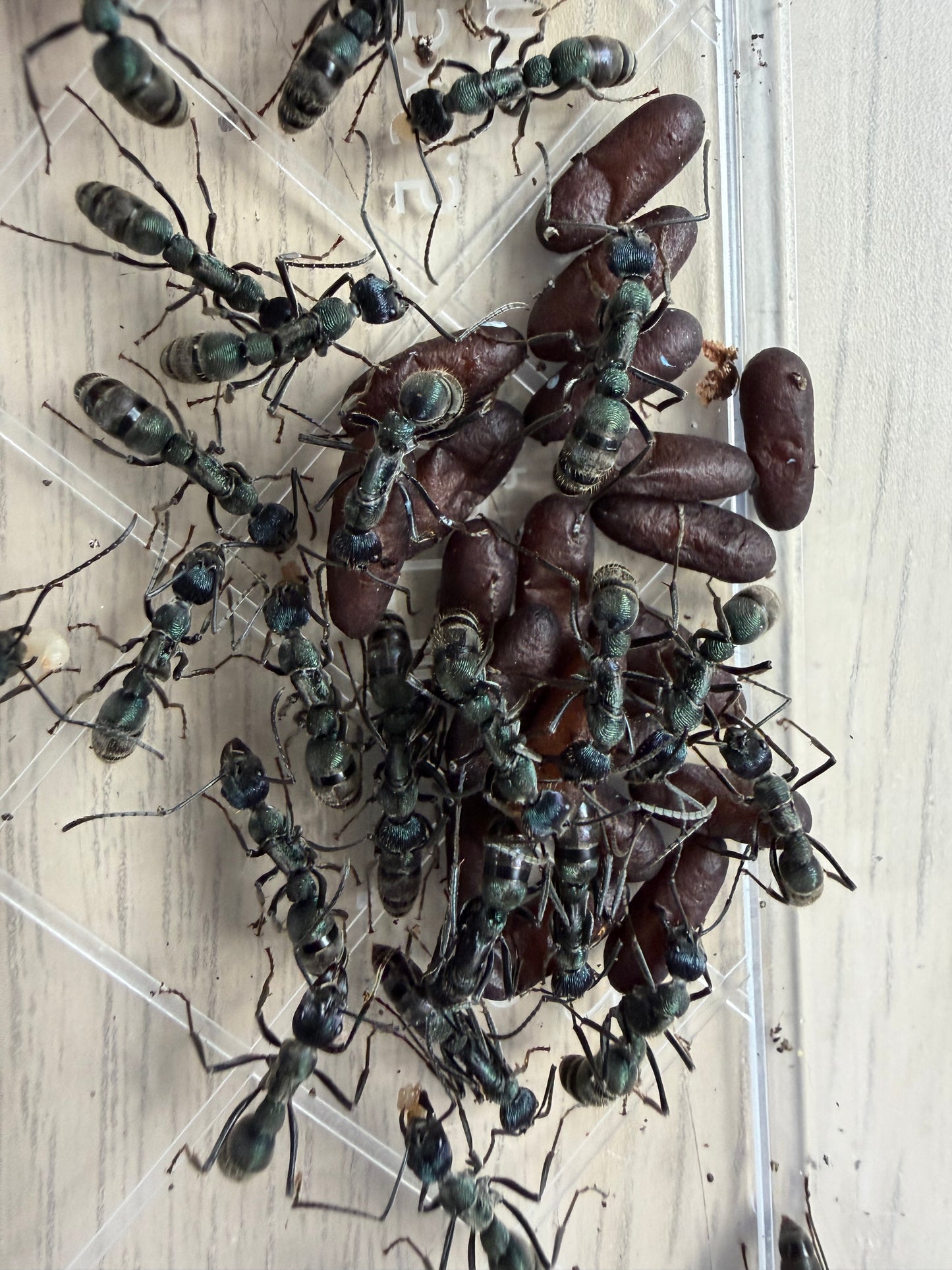 Diacamma sp. “light blue”