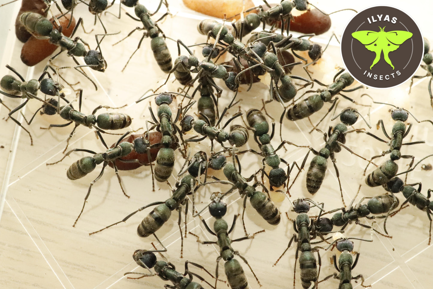 Diacamma sp. “light blue”